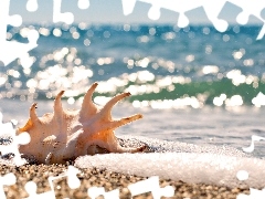Piasek, Olbrzymiego, Plaża, Muszla, Morze, Skrzydelnika