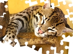 Śpiący, Ocelot