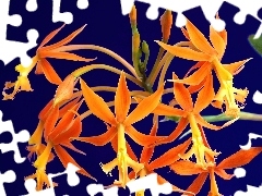 Tropikalna, Orchidea
