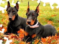 Jesień, Liście, Dobermany, Łąka