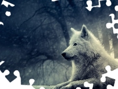 Polarny, Wilk