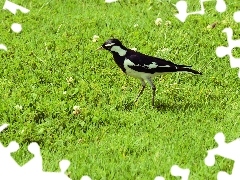 Ptak, Łąka