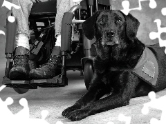 Inwalidzki, Wózek, Labrador, Retriever