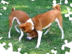 Basenji, trawa, dwa