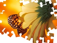 Motyl, Słonecznik