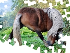 Pęcina, Łąka, Koń
