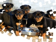 Szczeniaki, Rottweiler