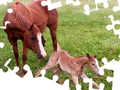 Źrebię, Koń