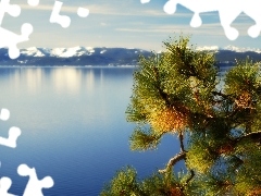 Tahoe, Gałązka, Jezioro, Kalifornia, Góry