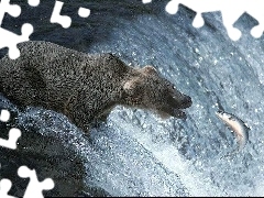 Łosoś, Niedźwiedź