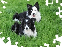 Trawa, Border Collie, Dwa, Pieski