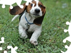 Bieg, Trawa, Basset