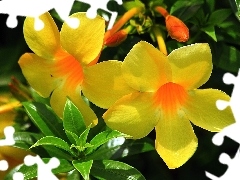 Pnącze, Kwiaty, Alamanda, Żółte