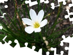 Pędy, Zielone, Biały, Zefirant