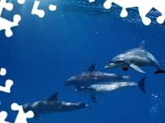 Delfiny, Trzy
