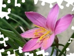 Zephyranthes Rosea, Kwiat