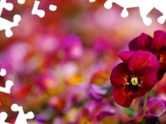 Bratki, Bokeh, Bordowe