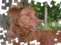 Chesapeake Bay retrievera, Głowa
