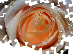 Herbaciana, Rosa, Róża