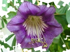 Kobea, Fioletowa