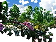 Kwiaty, Rododendron, Park