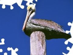 Pelikan