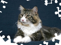 Snowshoe