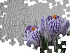 Ściana, Krokus
