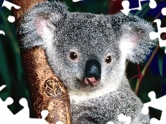 Nos, Drzewo, Koala