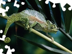 Łodyga, Liście, Kameleon
