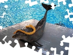 Wąż, Basen, Delfin