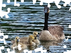 Gęś, Pisklęta, Dzika