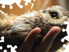 Sowa, Ręka, Mała