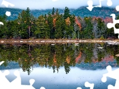 Jezioro, Odbicie, Drzewa