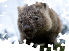Wombat, Mały