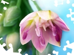 Tulipan, Liliowy