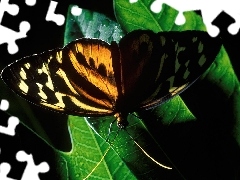 Liść, Motyl