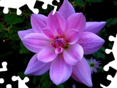 Dalia, Fioletowa