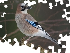 Sójka