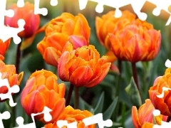 Tulipany, Herbaciane