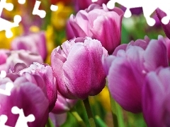 Tulipany, Fioletowe