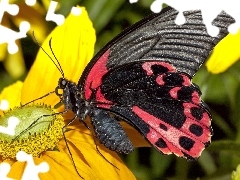 Kwiat, Motyl, Czerwono, Czarny