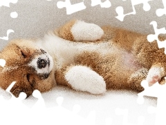 Akita Inu, Szczeniaczek, Śpiący, Słodki