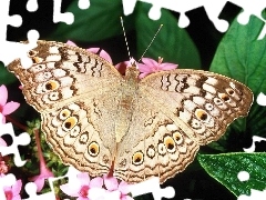 Odcienie, Brązu, Motyl