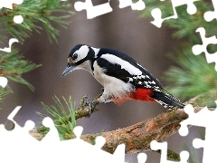 Świerk, Dzięcioł