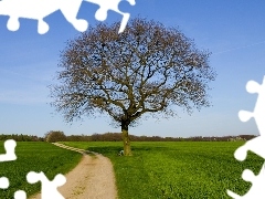 Dróżka, Trawa, Łąka, Drzewo, Zielona