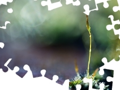 Bokeh, Źdźbło, Mech, Porost