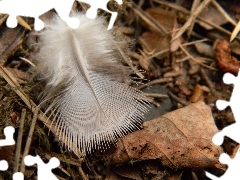 Piórko, Ściółka, Białe