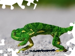Kameleon, Zielony