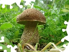 Ładny, Okaz, Borowik